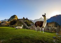 Lhamas em machu picchu