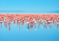 Flamingos ponto turístico Lago Nakuru Quênia