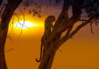 Leopardo