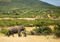 Mara bushtops elefante