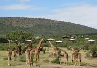 Mara bushtops girafas