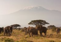 Monte Kilimanjaro, Quênia