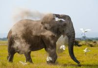 Quenia angama amboseli parque nacional elefante