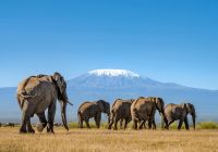 Quenia angama amboseli parque nacional monte kilimanjaro elefante