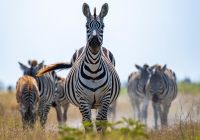 Quenia angama amboseli parque nacional zebra