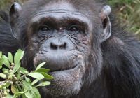 Quenia porini rhino camp chimpanze