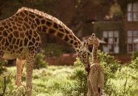 Quenia thesafaricollection giraffemanor girafa filhote