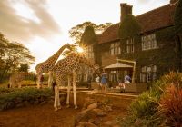 Quenia thesafaricollection giraffemanor girafa pordosol
