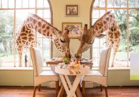 Quenia thesafaricollection giraffemanor girafas