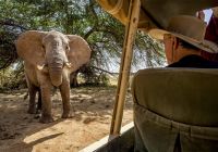 Quenia thesafaricollection sasaab game drive elefante