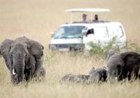 Safári vida selvagem turismo Quênia