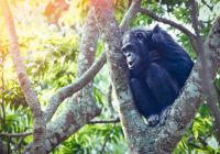 Ruanda chimpanze