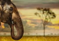Ruanda elefante