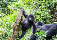 Ruanda gorila bebe brincando