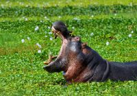 Ruanda hipopotamo