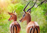 Ruanda impala