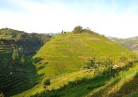 Ruanda plantacao cha