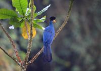 Ruanda turaco