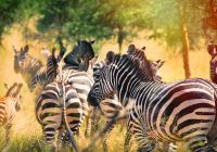 Ruanda zebra