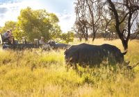 Safari 4x4 em reserva privada