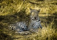 Safari wildlife botswana little machaba
