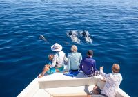 Alphonse island blue safaris blue safari
