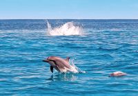 Alphonse island blue safaris golfinhos