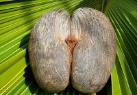 Female Coco de Mer