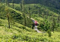 Plantações chá Sri Lanka