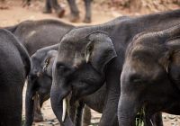 Sri lanka amanwella santuario elefantes