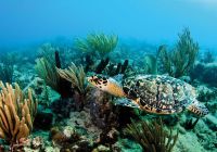 Mergulho st martin