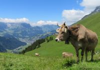 Engelberg titlis paisagem suica