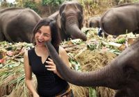 Beijo elefante