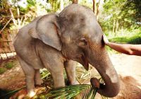 Elefante chiangmai