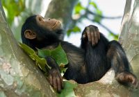 Chimpanze na tanzania