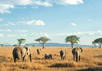 Elefantes safári Serengeti, Tanzânia