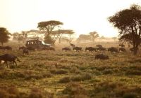Gnus durante safári no Serengeti, Tanzânia