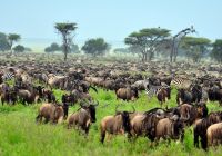 Grande Migração de Serengueti e Tanzânia