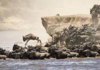 grande migração gnus Tanzânia