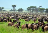 Grande Migração, Parque Nacional Serengeti, Tanzânia