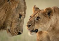 Leoes serengeti