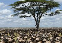 Manada de gnus