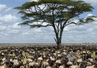 Manada gnus tanzania