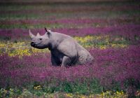 Rinoceronte negro na cratera ngorongoro