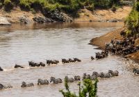 Rio Mara, Grande Migração,Tanzânia e Quênia