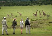 Tanzania andbeyond kleins camp walking safari girafa