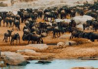 Tanzania nimali mara imigracao