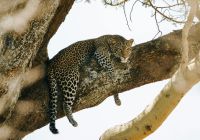 Tanzania nimali serengeti felino
