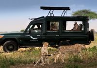 Tanzania serengeti under canvas game dribe cheetah