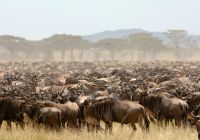 Tanzania serengeti under canvas migracao gnus